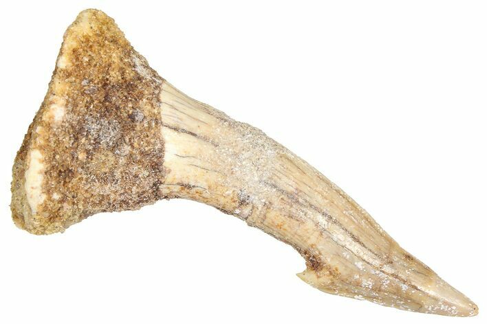 Fossil Sawfish (Onchopristis) Rostral Barb - Morocco #366692